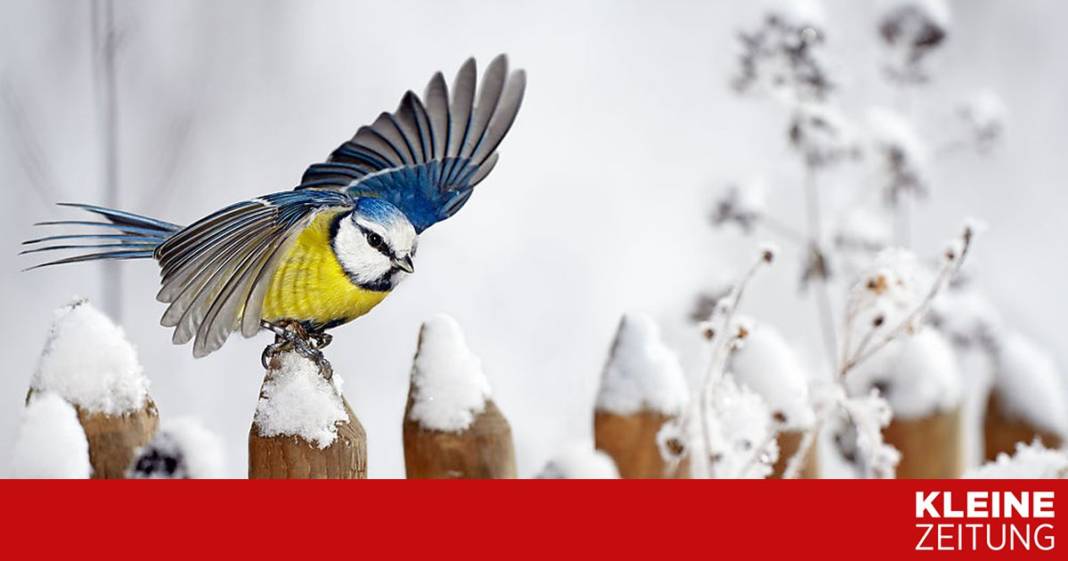 was-jetzt-im-garten-und-auf-dem-balkon-zu-tun-ist