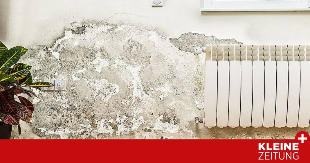 8-tipps,-die-schimmel-in-der-wohnung-verhindern 8-tipps,-die-schimmel-in-der-wohnung-verhindern