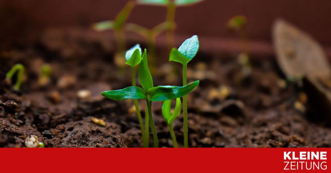 was-jetzt-im-garten-und-auf-dem-balkon-zu-tun-ist was-jetzt-im-garten-und-auf-dem-balkon-zu-tun-ist