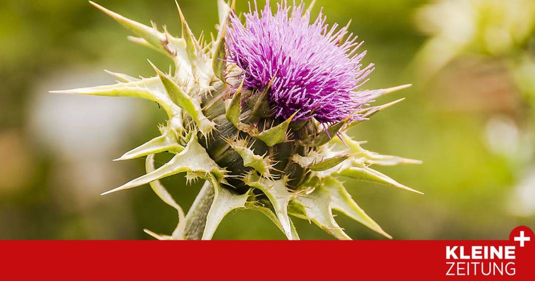mariendistel:-was-die-arzneipflanze-des-jahres-kann mariendistel:-was-die-arzneipflanze-des-jahres-kann