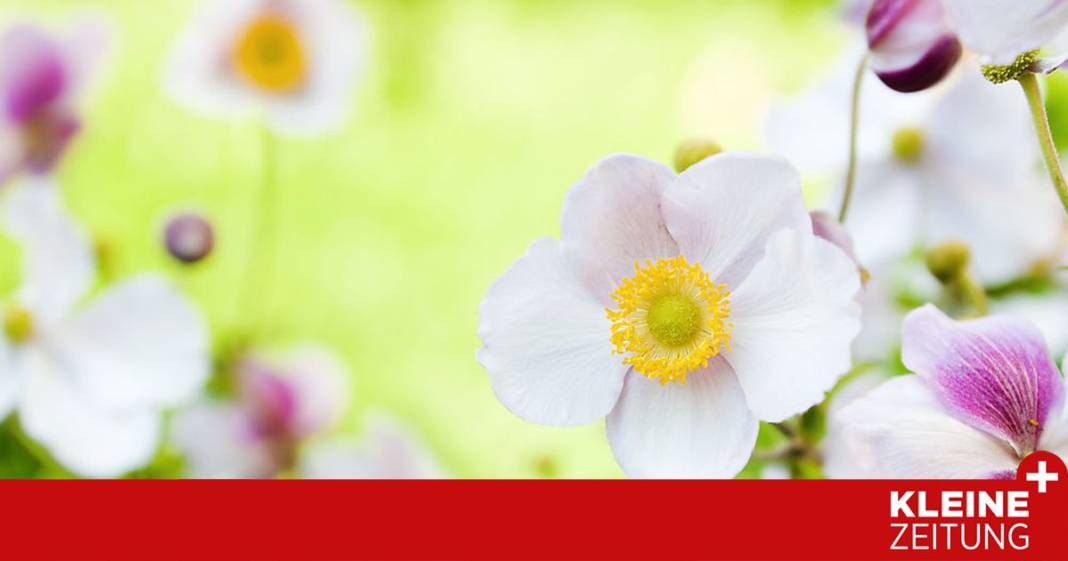 anemonen-begleiten-gaertner-durch-das-ganze-jahr anemonen-begleiten-gaertner-durch-das-ganze-jahr