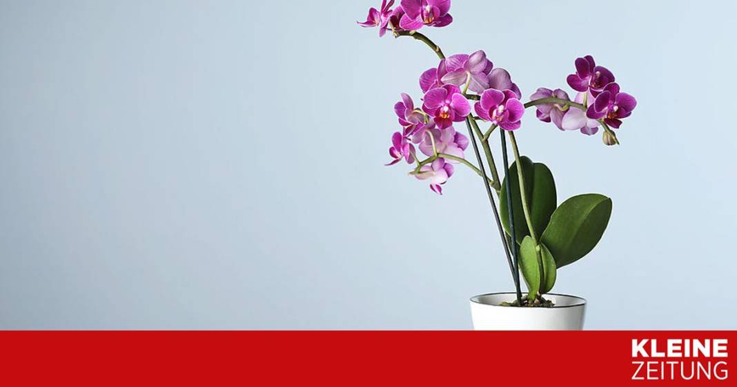 wie-bringe-ich-meine-orchideen-zum-bluehen? wie-bringe-ich-meine-orchideen-zum-bluehen?