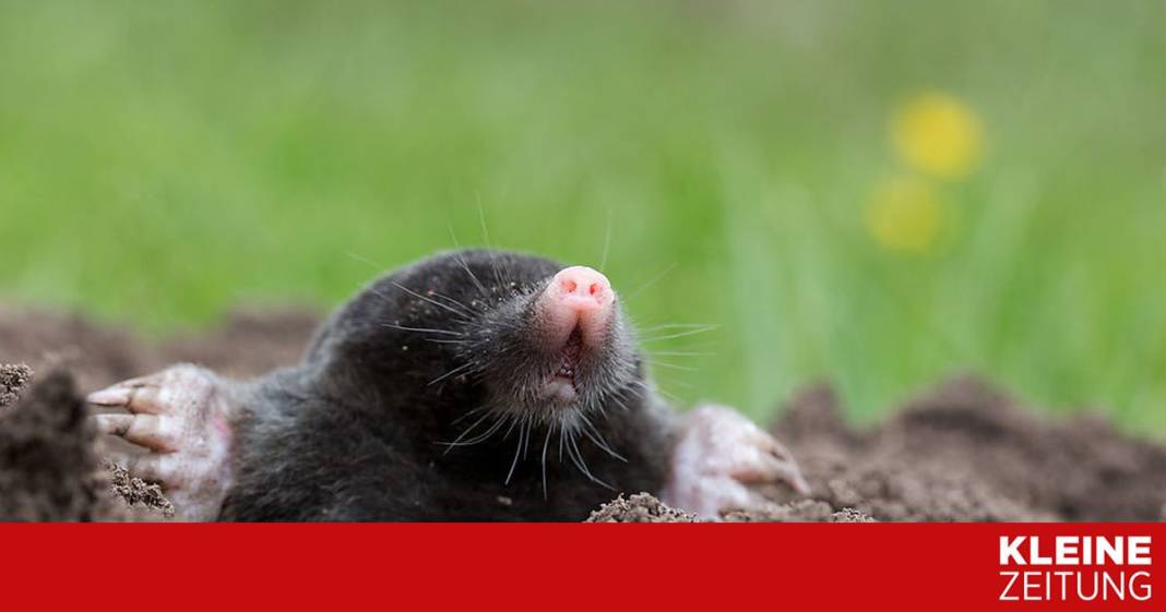 was-tun-gegen-die-maulwurfinvasion? was-tun-gegen-die-maulwurfinvasion?
