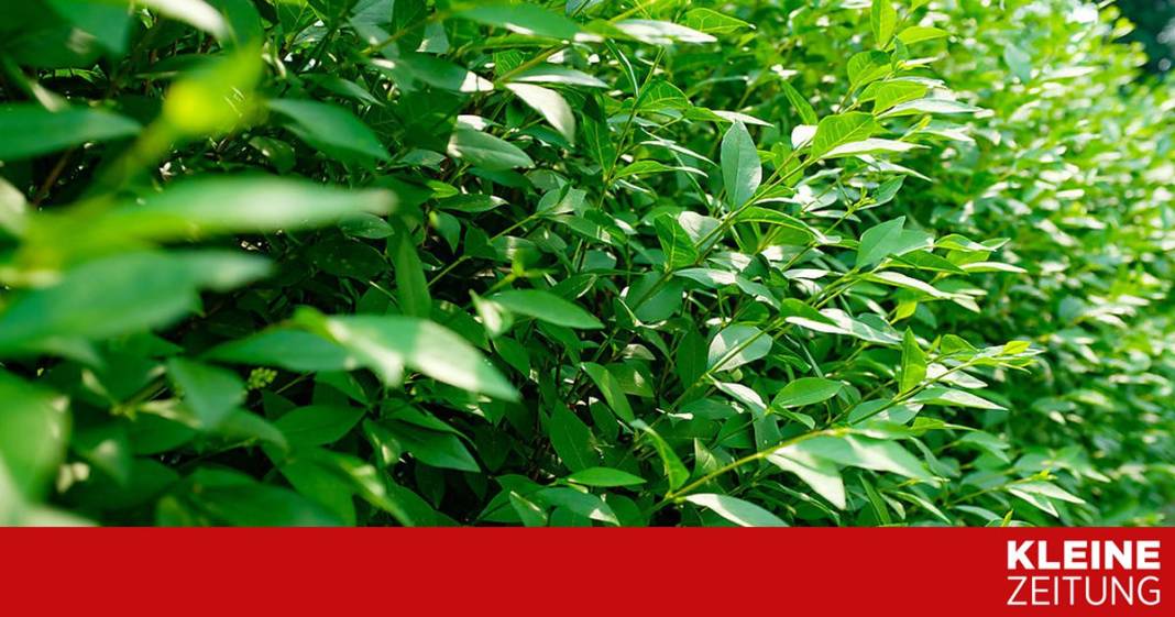 wie-wird-die-ligusterhecke-wieder-schoen-blickdicht? wie-wird-die-ligusterhecke-wieder-schoen-blickdicht?