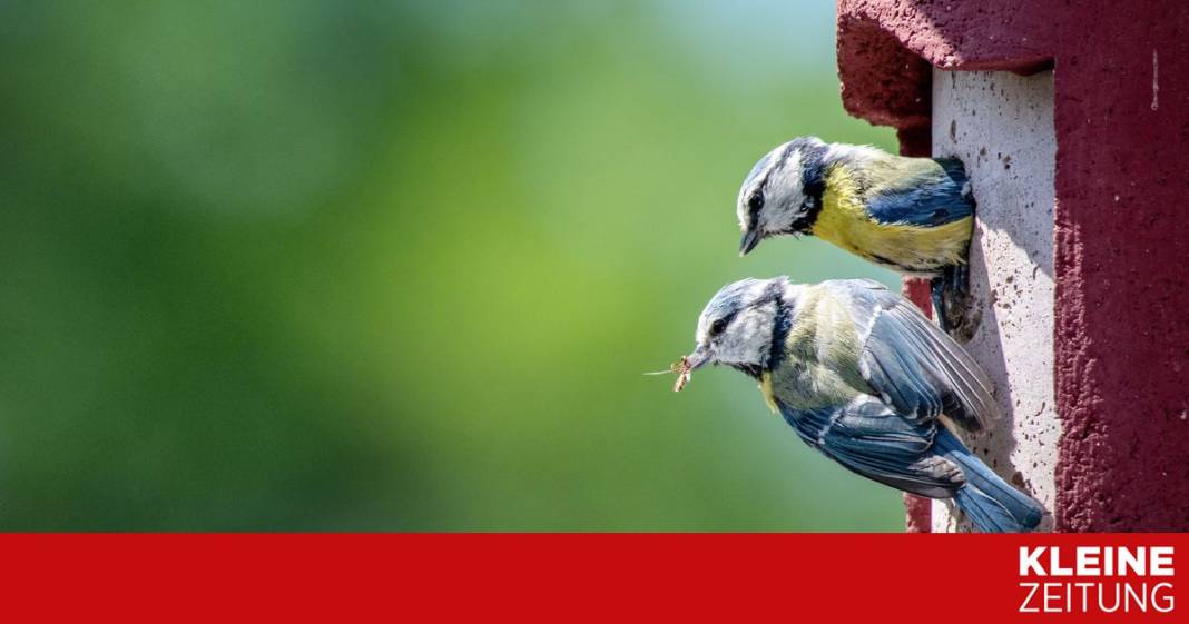wann-ist-der-beste-zeitpunkt,-um-nistkaesten-aufzuhaengen? wann-ist-der-beste-zeitpunkt,-um-nistkaesten-aufzuhaengen?