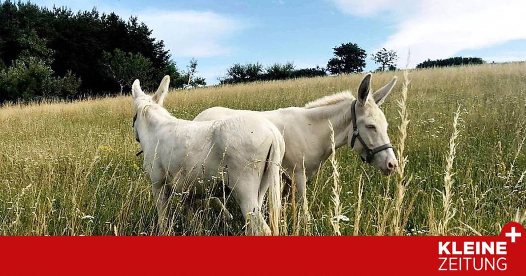 wo-man-mit-weissen-eseln-wandern-geht