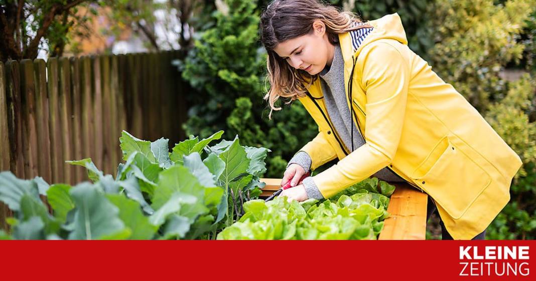 soll-man-das-hochbeet-mit-holzhaecksel-auffuellen? soll-man-das-hochbeet-mit-holzhaecksel-auffuellen?