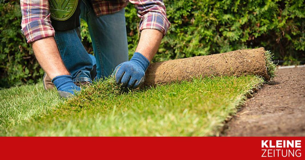 der-rollrasen-hat-braune-flecken-–-gibt-es-noch-rettung? der-rollrasen-hat-braune-flecken-–-gibt-es-noch-rettung?