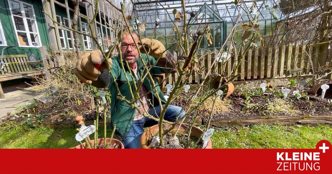 karl-ploberger-zeigt,-worauf-es-beim-rosenschnitt-ankommt karl-ploberger-zeigt,-worauf-es-beim-rosenschnitt-ankommt