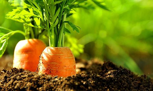 landwirtschaft:-so-soll-bio-anteil-bis-2030-auf-25-prozent-steigen landwirtschaft:-so-soll-bio-anteil-bis-2030-auf-25-prozent-steigen