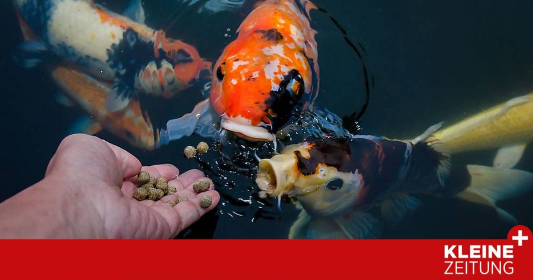 so-werden-die-japanischen-fische-im-teich-gluecklich