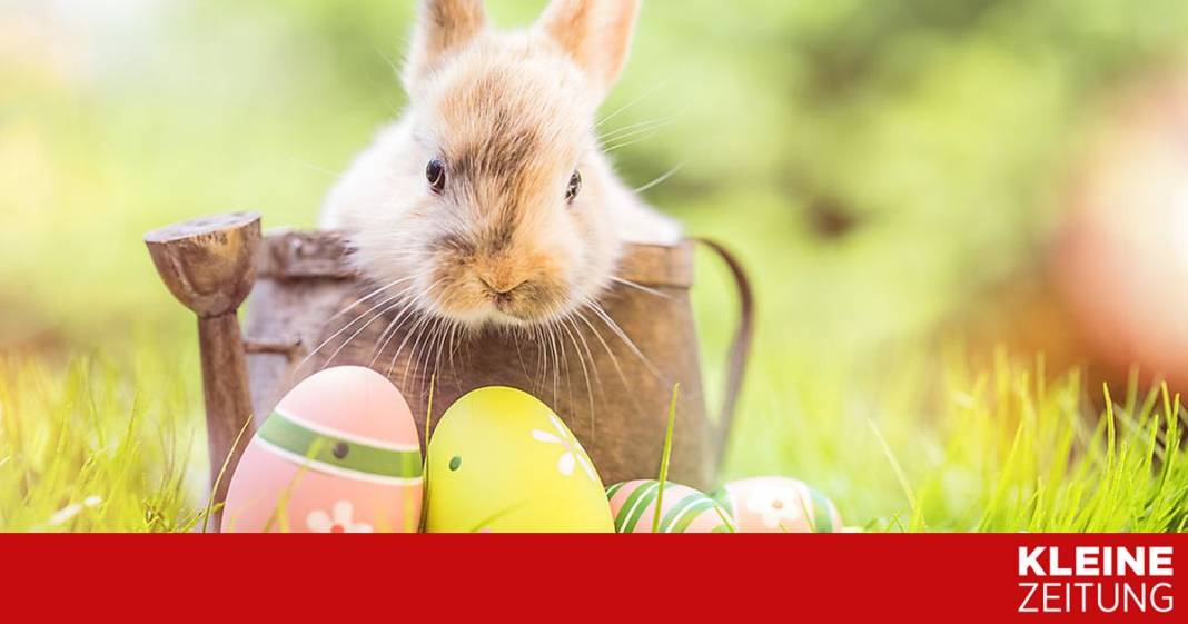 ostern-ist-fuer-kaninchen-kein-fest