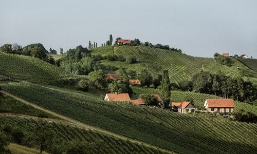 rekord:-steiermark-baut-erstmals-auf-mehr-als-5000-hektar-wein-an rekord:-steiermark-baut-erstmals-auf-mehr-als-5000-hektar-wein-an