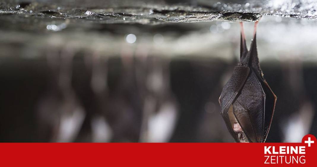 wo-die-fledermaeuse-besonders-gespraechig-sind