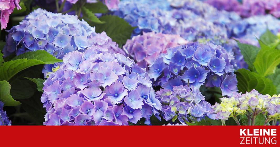frostschaeden:-muss-ich-die-hortensie-zurueckschneiden?