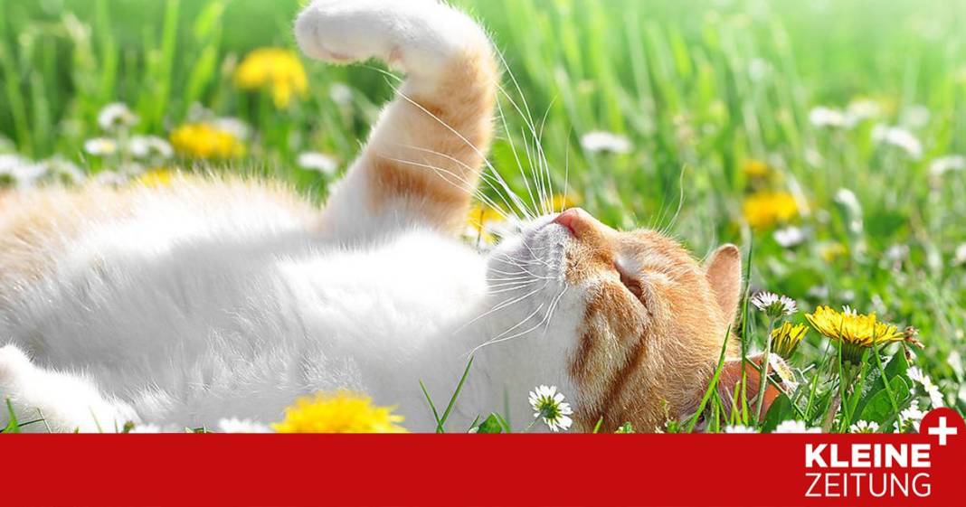 wie-man-erkennt,-dass-hund-und-katze-eine-pollenallergie-haben wie-man-erkennt,-dass-hund-und-katze-eine-pollenallergie-haben