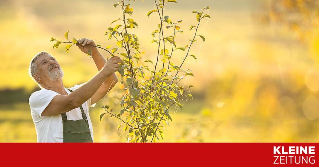 meine-obstbaeume-sind-nicht-vital:-was-tun?