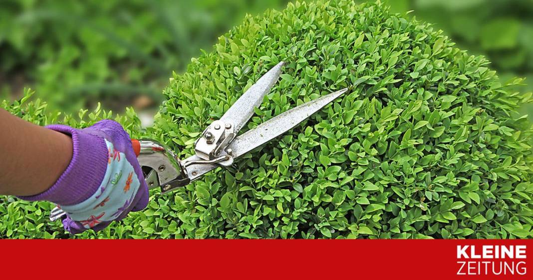 darf-man-den-buchs-auch-bei-kaelte-zuschneiden?