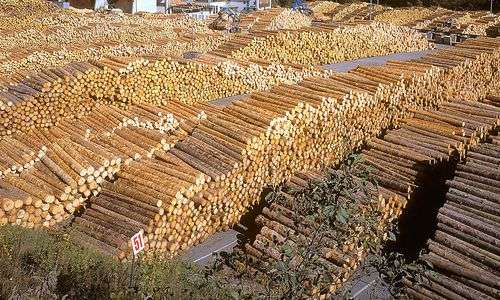 zwischen-waldbauern-und-saegeindustrie-wird-holz-zur-teuren-mangelware zwischen-waldbauern-und-saegeindustrie-wird-holz-zur-teuren-mangelware