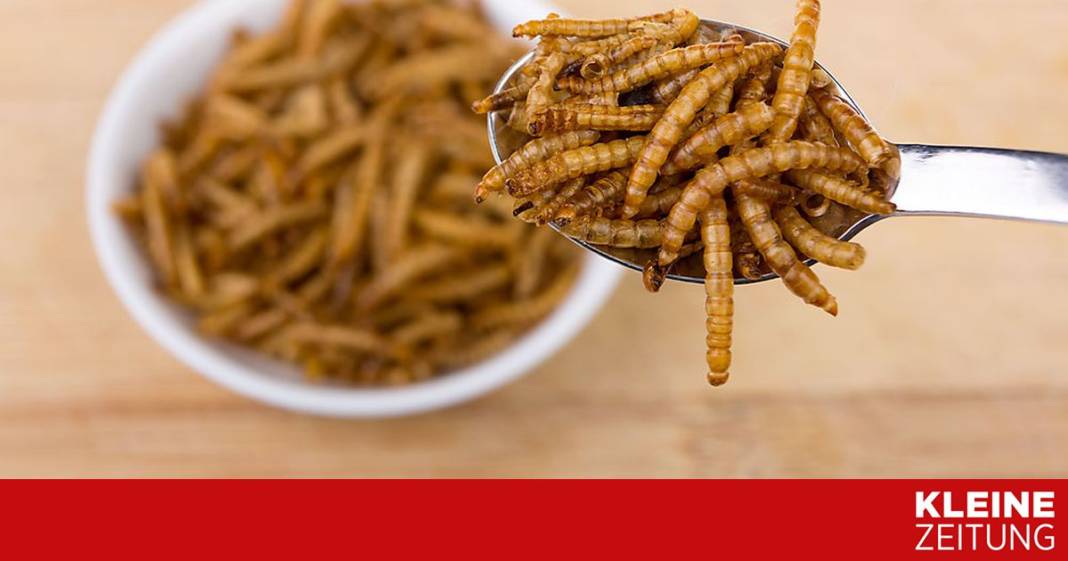 mehlwuermer-in-der-eu-als-lebensmittel-zugelassen