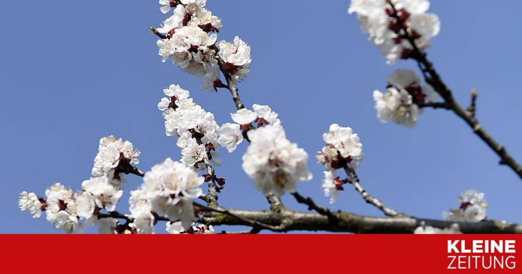 meinem-marillenbaum-geht-die-rinde-ab,-was-kann-ich-dagegen-tun? meinem-marillenbaum-geht-die-rinde-ab,-was-kann-ich-dagegen-tun?