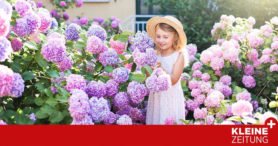 pflegetipps-fuer-die-muttertags-klassiker-unter-den-blumen pflegetipps-fuer-die-muttertags-klassiker-unter-den-blumen