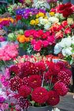 mehr-blumen-fuer-alle! mehr-blumen-fuer-alle!