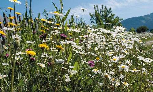 wie-naturschutzbund-und-betriebe-versiegelung-von-flaechen-ausgleichen-wollen wie-naturschutzbund-und-betriebe-versiegelung-von-flaechen-ausgleichen-wollen