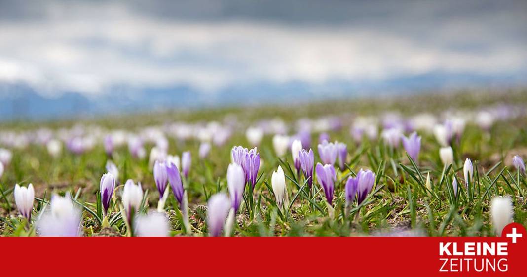 ein-bluehendes-meer,-hoch-ueber-dem-millstaetter-see