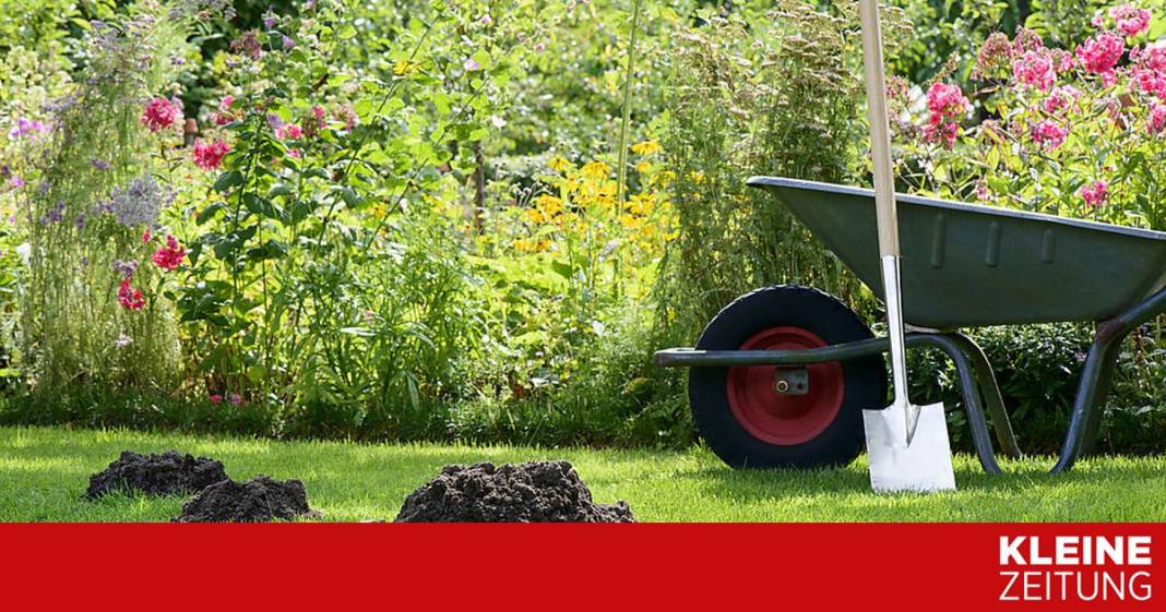 der-maulwurf-wuehlt-genau-bei-den-straeuchern-–-was-tun? der-maulwurf-wuehlt-genau-bei-den-straeuchern-–-was-tun?