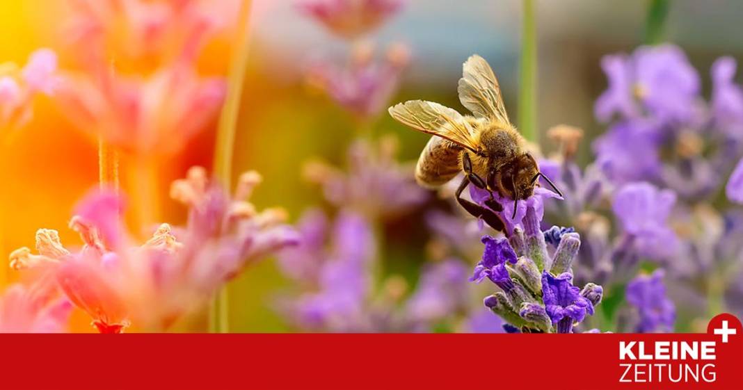 so-wird-ihr-garten-zum-summenden-paradies