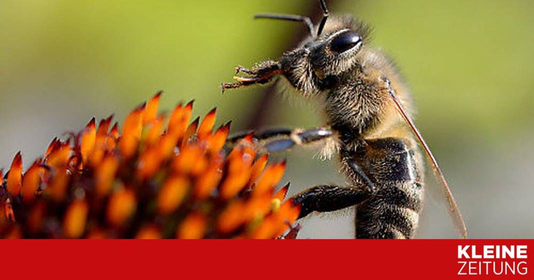 “bienenfreundliche”-pflanzen-mit-pestiziden-belastet “bienenfreundliche”-pflanzen-mit-pestiziden-belastet