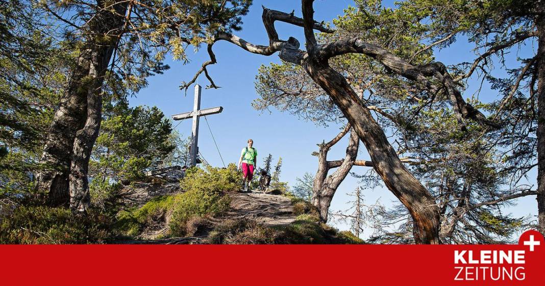 ueber-den-baumhoroskopweg-auf-den-freienstein