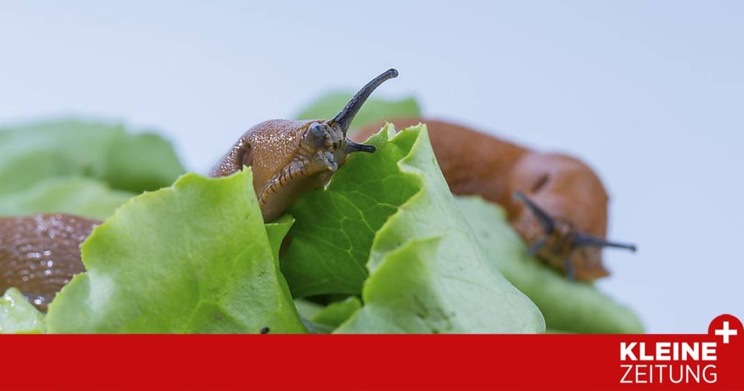 schnecken-–-strategien-gegen-die-roten-plagegeister schnecken-–-strategien-gegen-die-roten-plagegeister