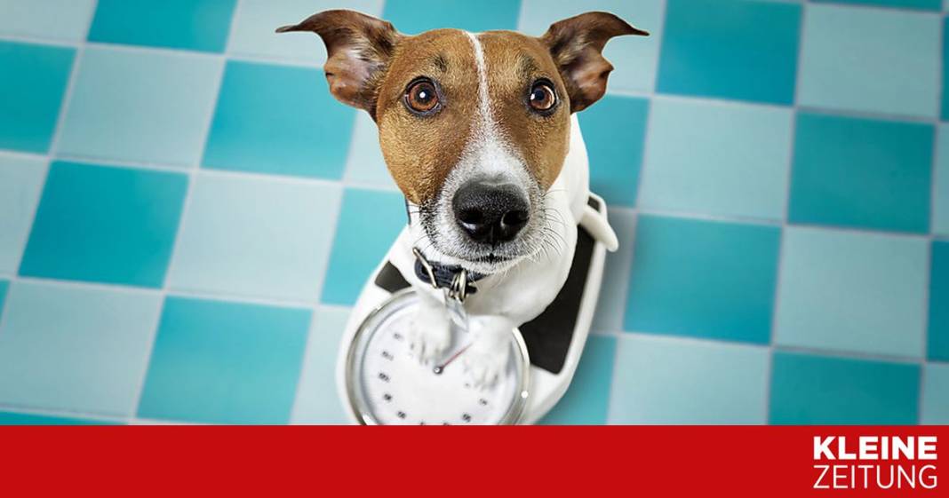 hunde-und-katzen-werden-immer-dicker hunde-und-katzen-werden-immer-dicker