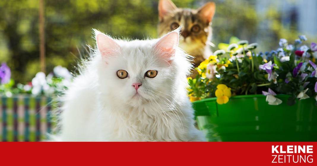 warum-katzenbesitzer-fenster-und-balkone-sichern-muessen warum-katzenbesitzer-fenster-und-balkone-sichern-muessen