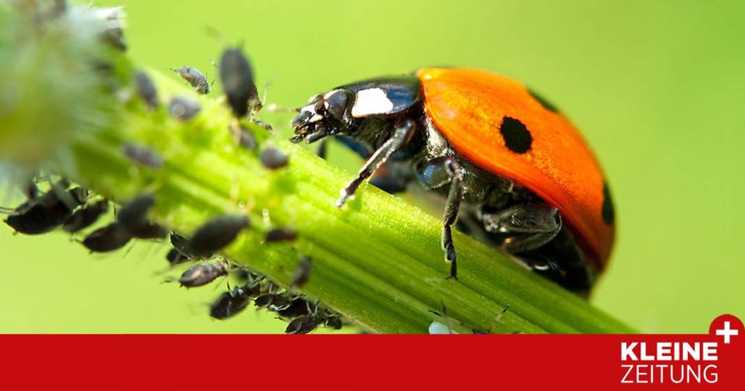 was-tun-bei-laeusen?-drei-tipps-von-karl-ploberger