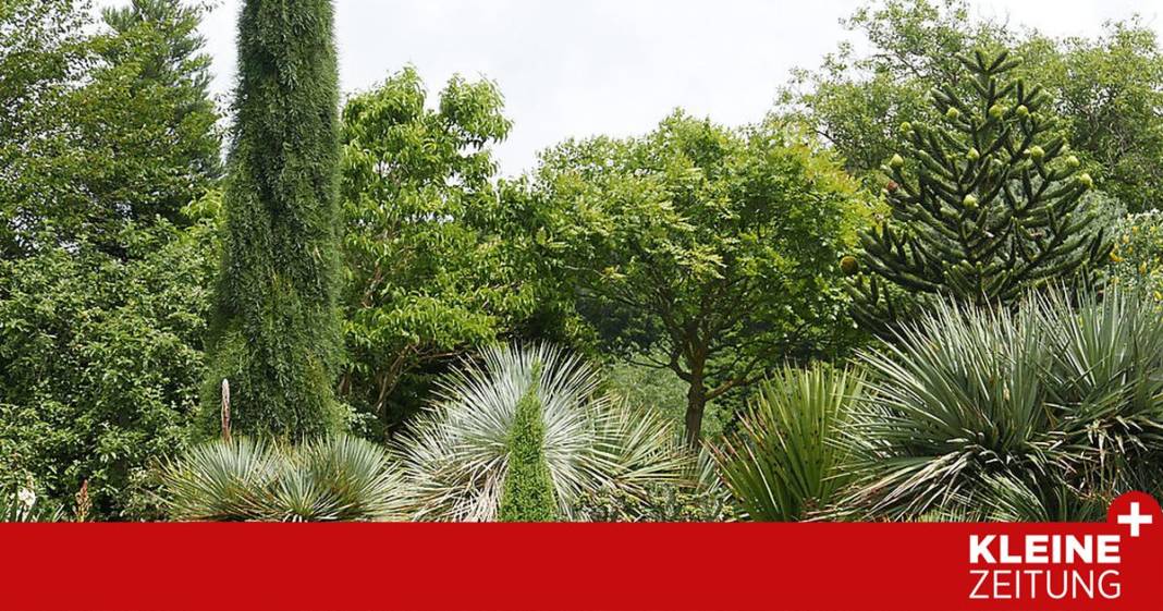 nie-mehr-giessen:-die-besten-tipps-fuer-den-“wuestengarten” nie-mehr-giessen:-die-besten-tipps-fuer-den-“wuestengarten”
