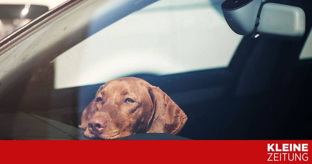 darf-ich-eine-autoscheibe-einschlagen,-um-ein-tier-zu-retten? darf-ich-eine-autoscheibe-einschlagen,-um-ein-tier-zu-retten?