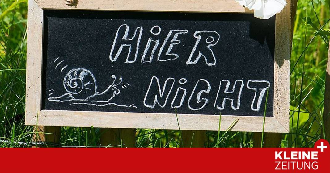 wie-werde-ich-die-nacktschnecken-los?