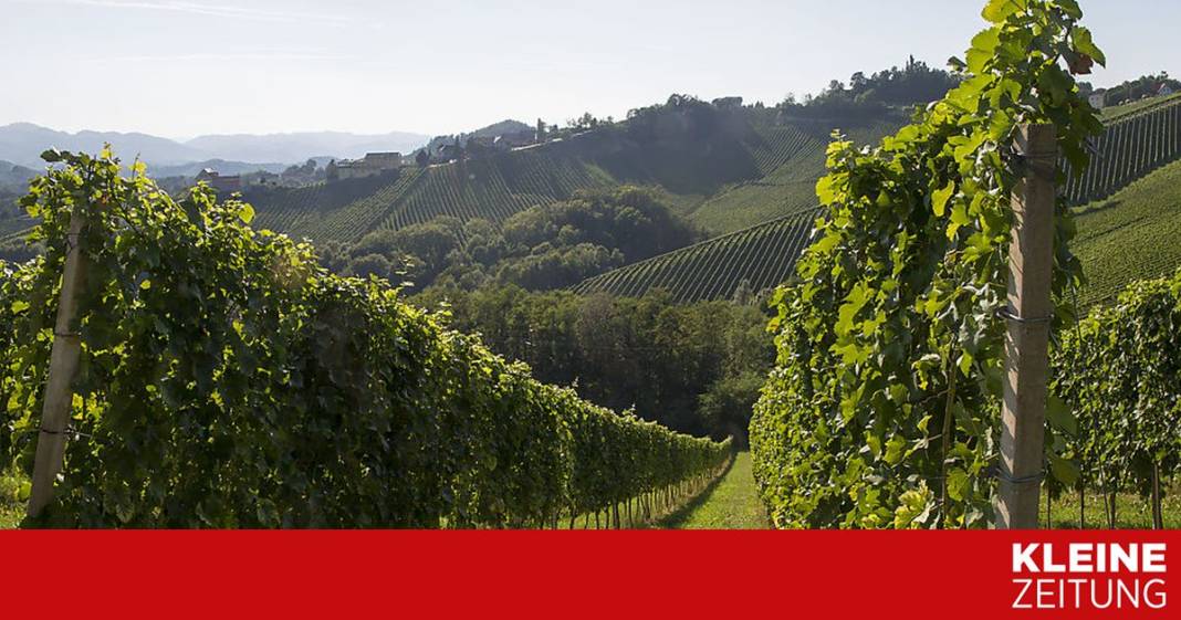 neuer-weinatlas:-eine-karte-fuer-den-guten-schluck