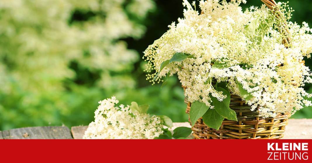 alles,-was-sie-ueber-den-tausendsassa-hollunder-wissen-muessen alles,-was-sie-ueber-den-tausendsassa-hollunder-wissen-muessen