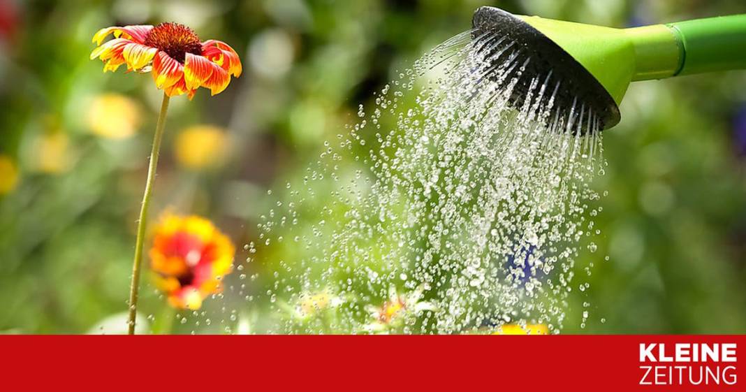 so-bringen-sie-ihre-blumen-durch-die-heissen-tage