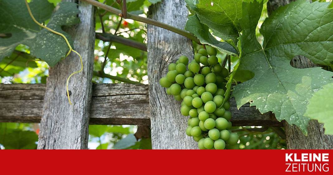 verjus:-saftig,-sauer,-super verjus:-saftig,-sauer,-super