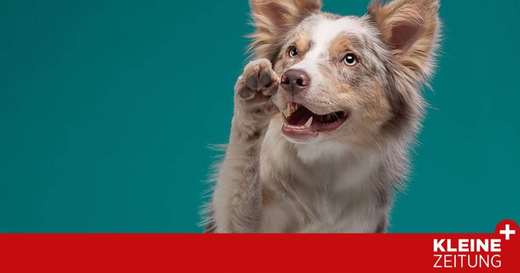 so-kommen-hundepfoten-unbeschadet-durch-die-hitze so-kommen-hundepfoten-unbeschadet-durch-die-hitze