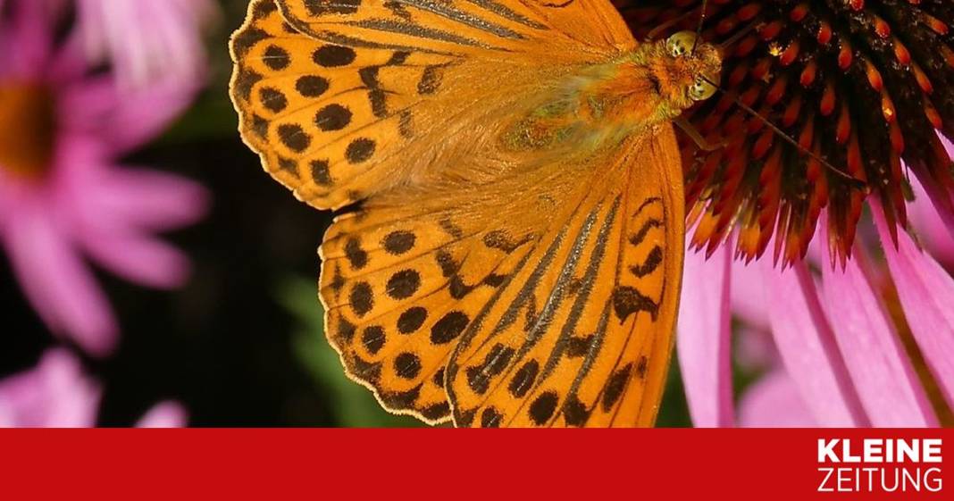 in-oesterreichs-gaerten-werden-die-schmetterlinge-gezaehlt in-oesterreichs-gaerten-werden-die-schmetterlinge-gezaehlt