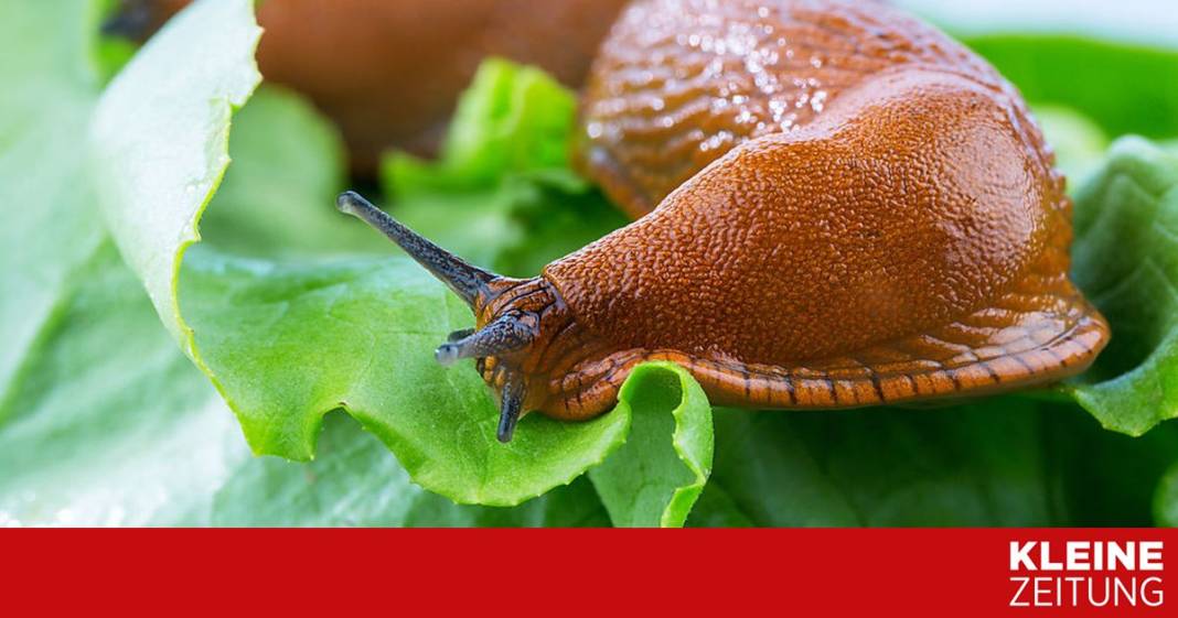 unmengen-von-nacktschnecken-–-was-tun?