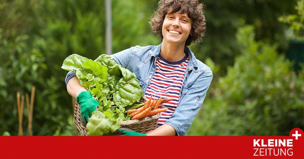 so-machen-sie-den-gemuesegarten-sommerfit