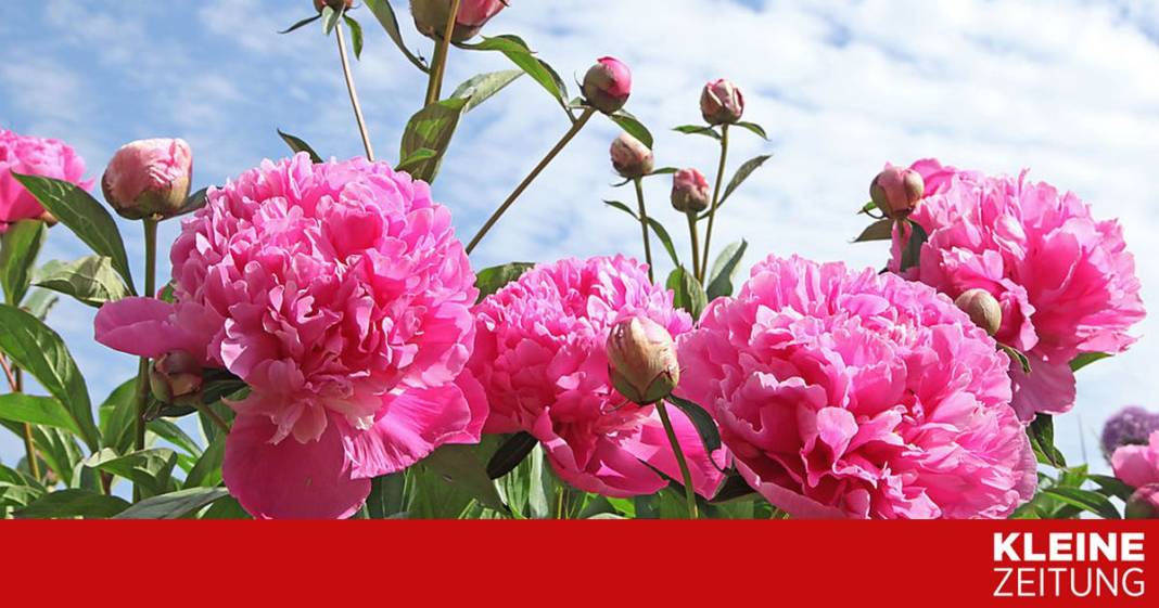 muss-ich-jetzt-alle-rosen-duengen?