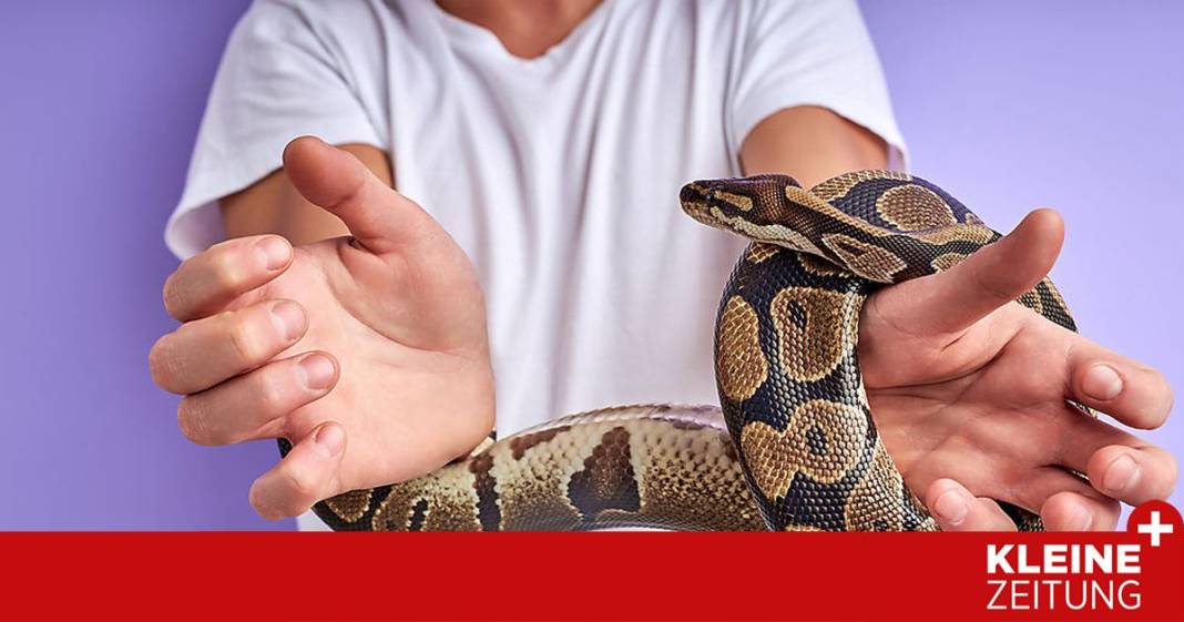 schlangen:-warum-wir-uns-so-sehr-vor-diesen-tieren-fuerchten